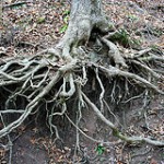 Roots flickr mmmwolff